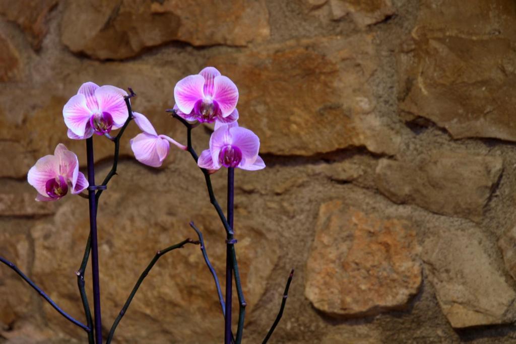 Complejo Rural Turimaestrat Pension Sant Mateu Buitenkant foto